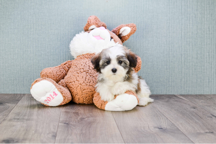 Funny Havanese Purebred Pup