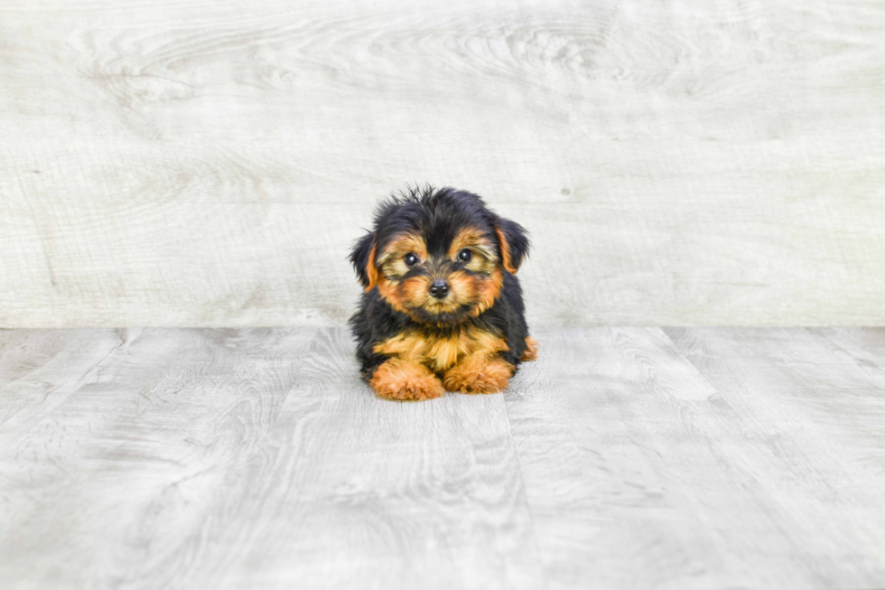 Meet Capone - our Yorkshire Terrier Puppy Photo 