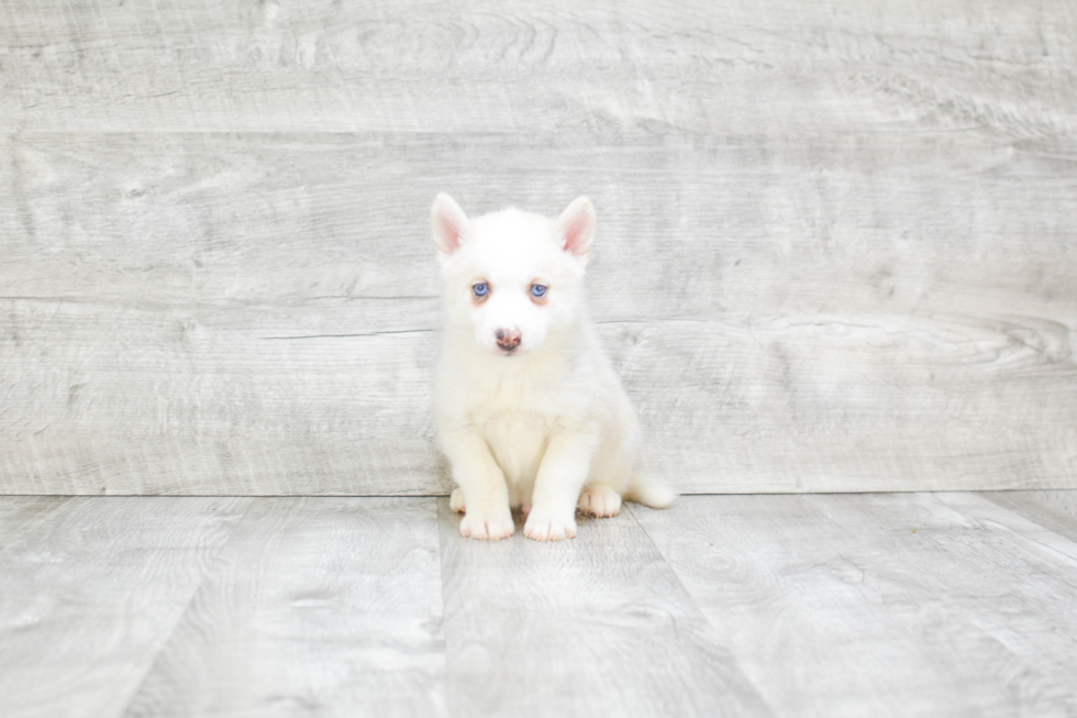 Playful Mini Husky Designer Puppy