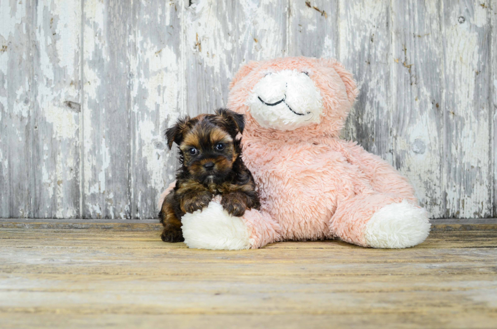 Shorkie Puppy for Adoption