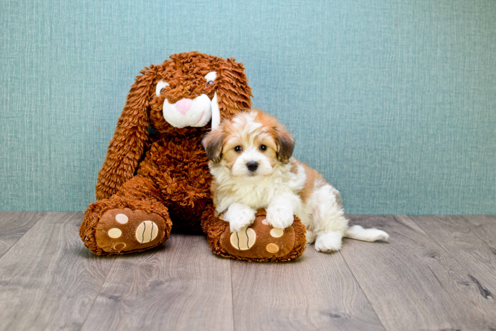 Havanese Puppy for Adoption