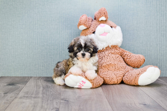 Petite Teddy Bear Designer Pup