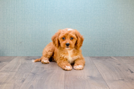 Cavapoo Puppy for Adoption