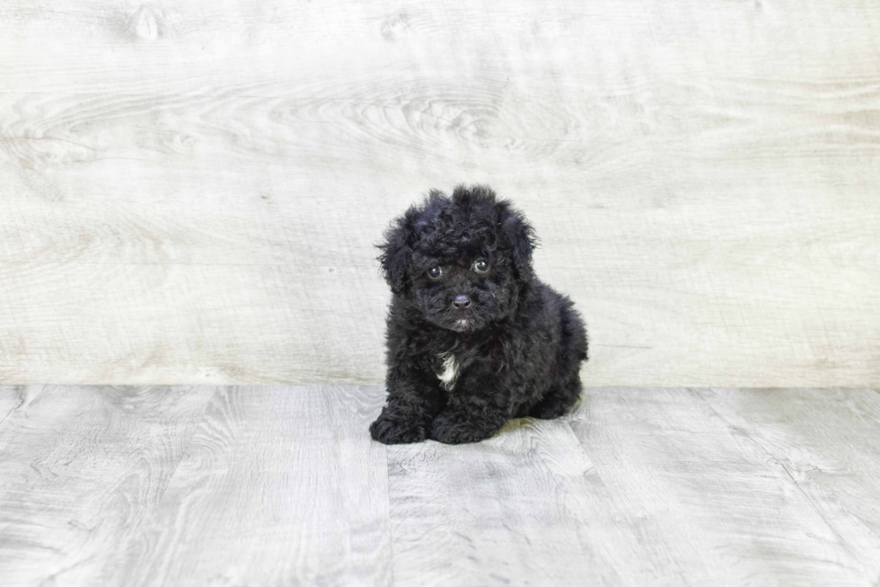 Poodle Puppy for Adoption