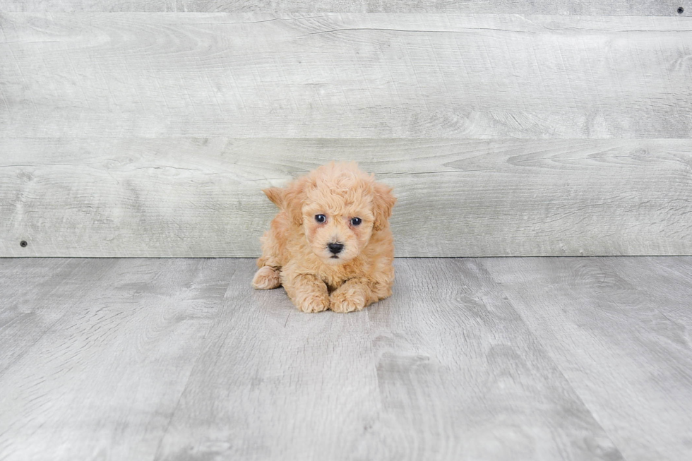 Sweet Maltipoo Baby