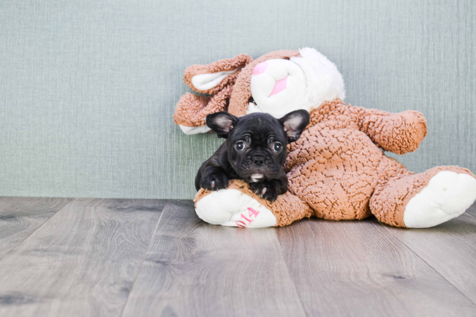 Fluffy Frenchie Purebred Puppy