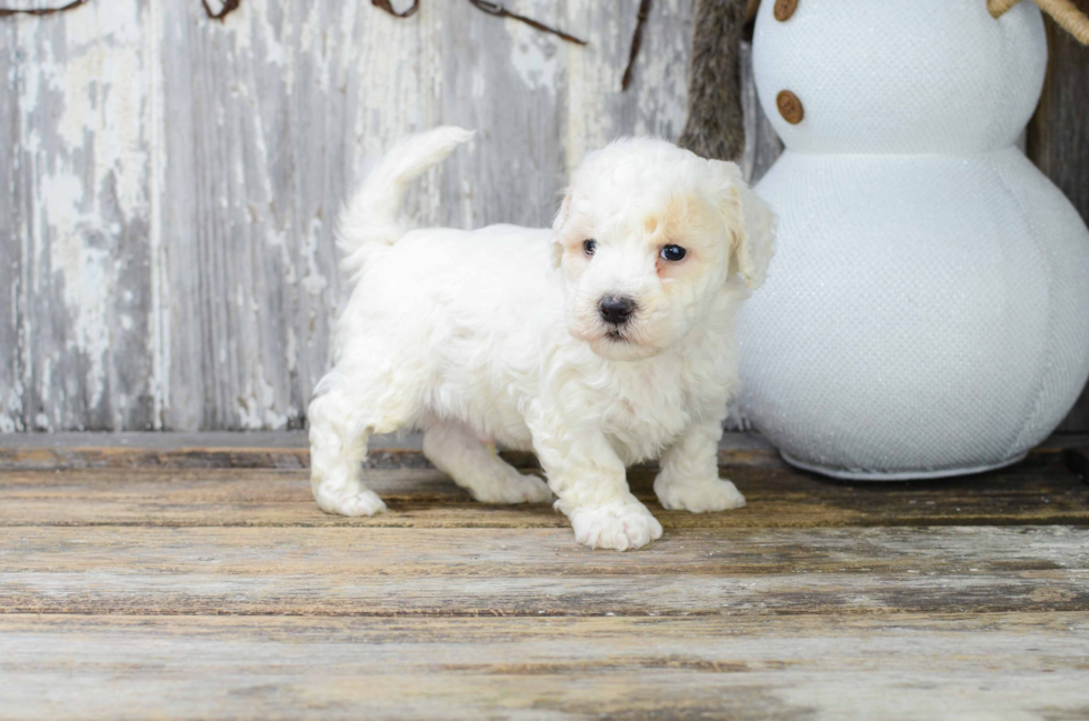 Playful Bichon Frise Baby