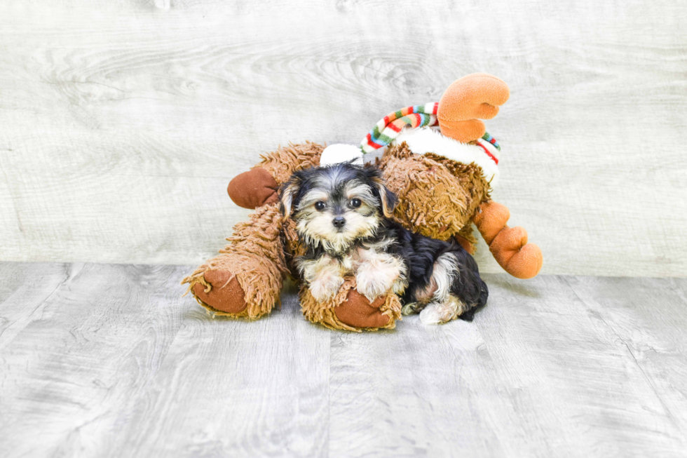 Morkie Pup Being Cute