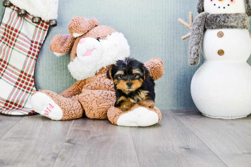 Meet Twinkle - our Yorkshire Terrier Puppy Photo 