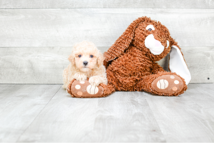 Akc Registered Poodle Purebred Pup