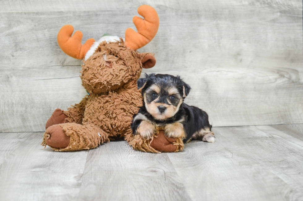 Playful Yorkie Designer Puppy