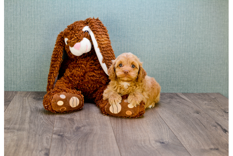 Friendly Cavapoo Baby