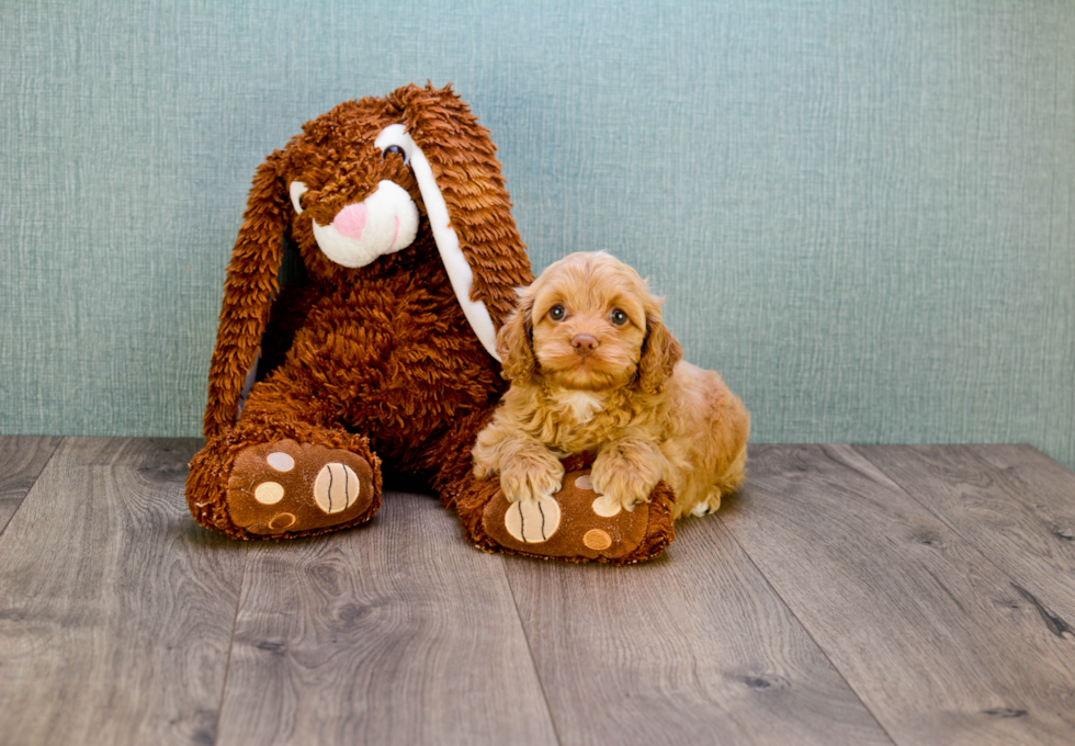 Friendly Cavapoo Baby