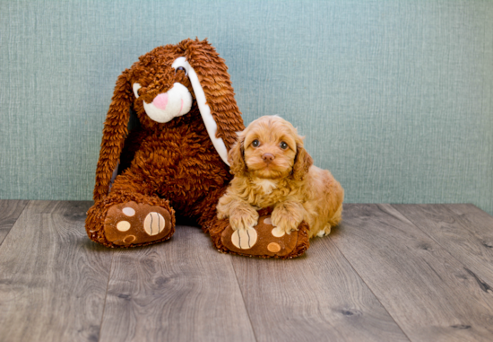 Friendly Cavapoo Baby