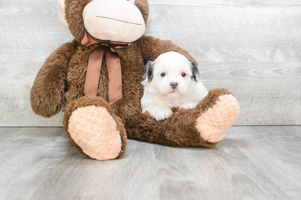 Popular Havanese Purebred Pup