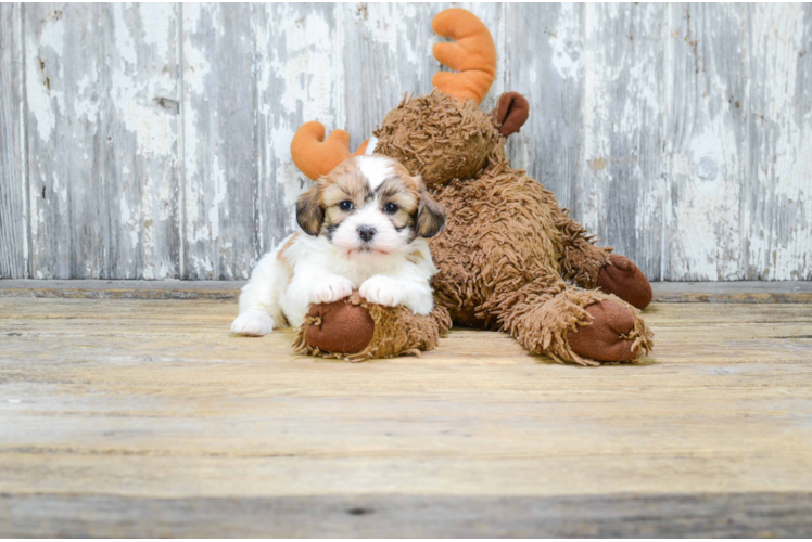 Teddy Bear Puppy for Adoption