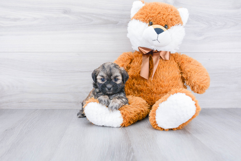 Best Teddy Bear Baby