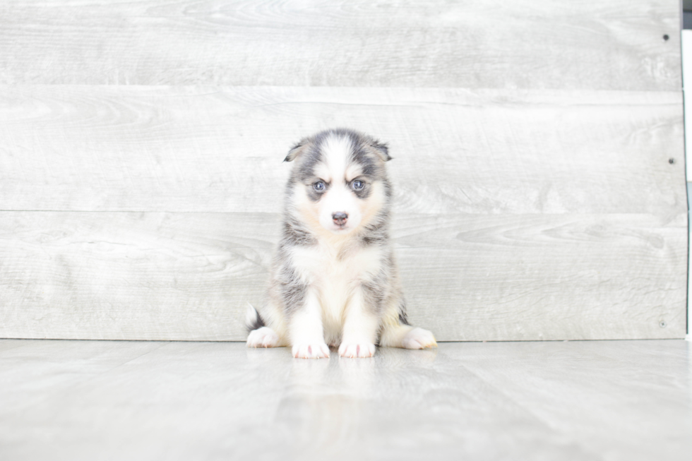 Pomsky Pup Being Cute