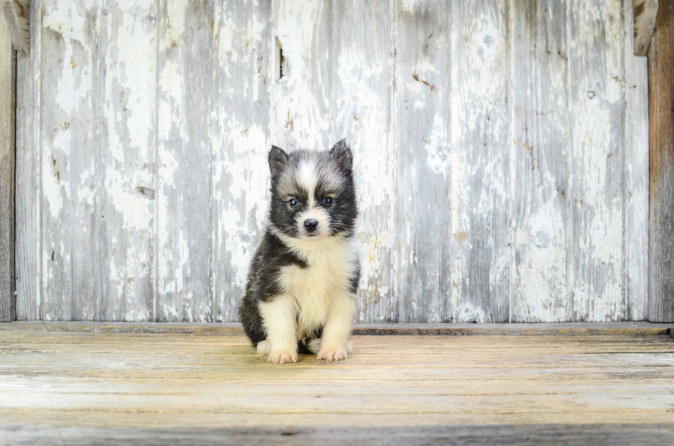 Playful Mini Husky Designer Puppy