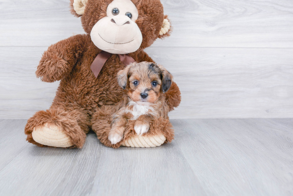 Best Mini Aussiedoodle Baby