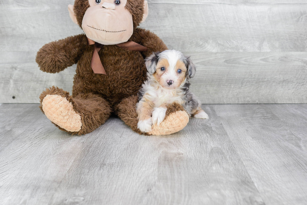 Fluffy Mini Aussiedoodle Poodle Mix Pup