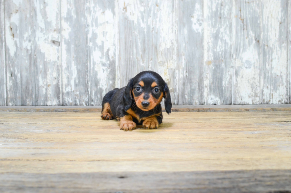 Cute Dachshund Purebred Pup