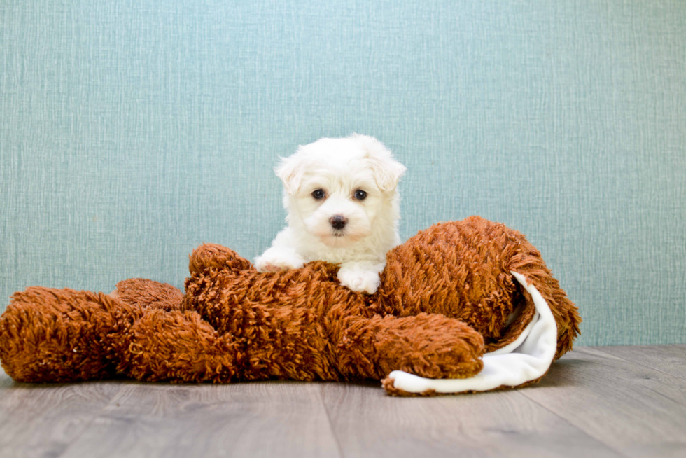 Best Maltipoo Baby