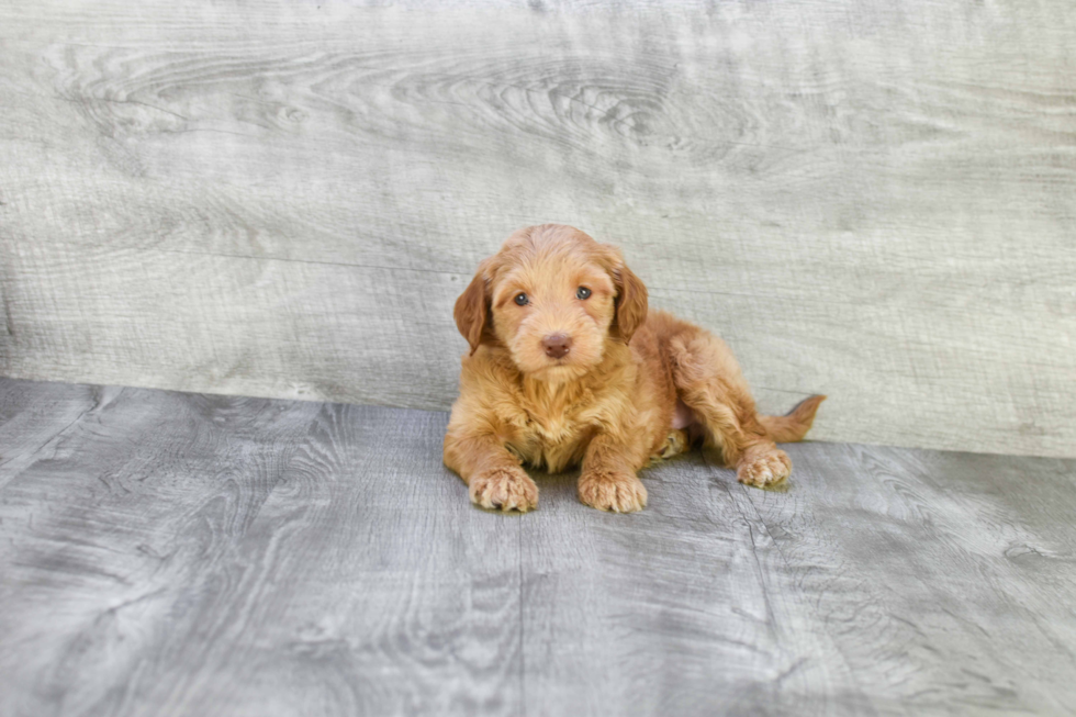 Best Mini Goldendoodle Baby