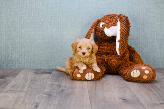 Mini Goldendoodle Puppy for Adoption