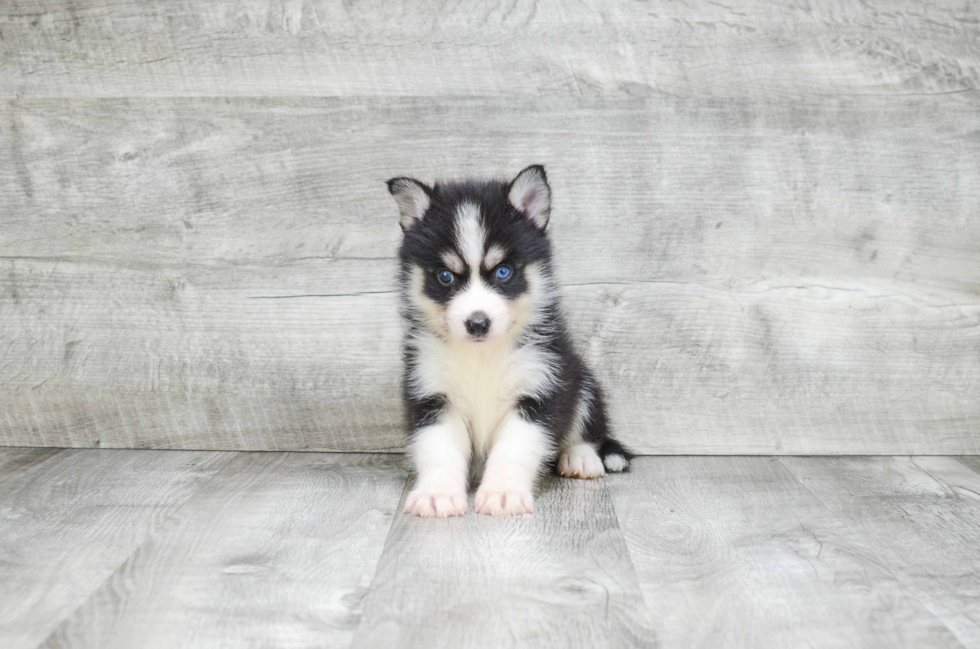 Energetic Mini Husky Designer Puppy