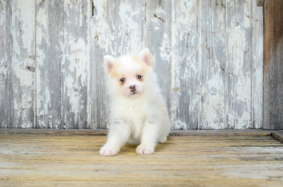 Best Pomsky Baby