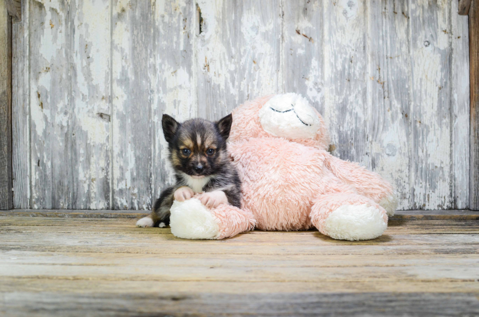 Best Pomsky Baby