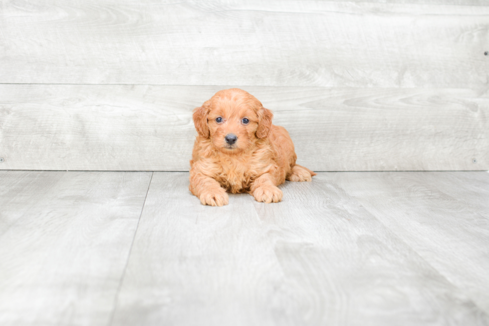 Mini Goldendoodle Pup Being Cute