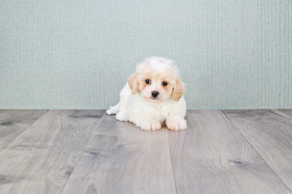 Cavachon Pup Being Cute