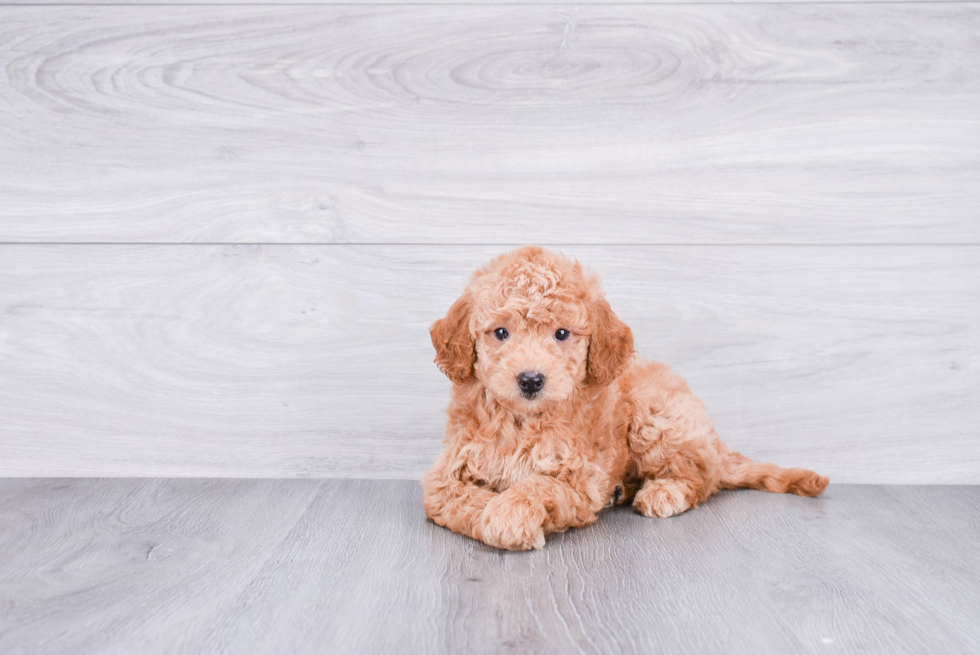 Best Mini Goldendoodle Baby