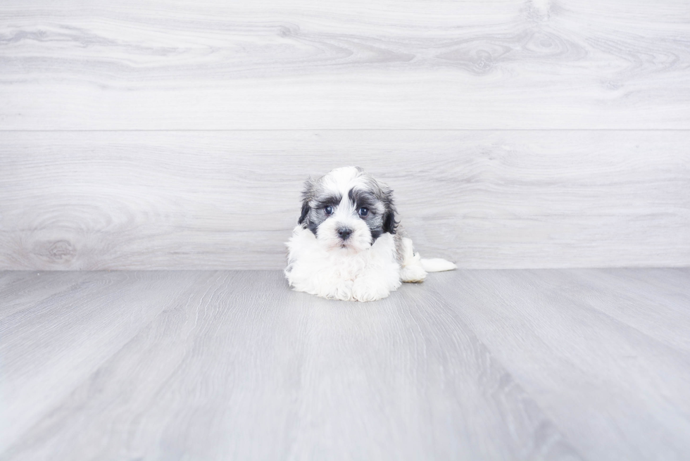 Havanese Pup Being Cute