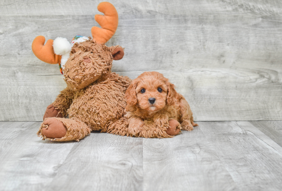 Best Cavapoo Baby