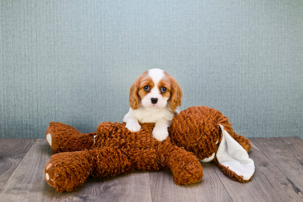 Cavalier King Charles Spaniel Pup Being Cute