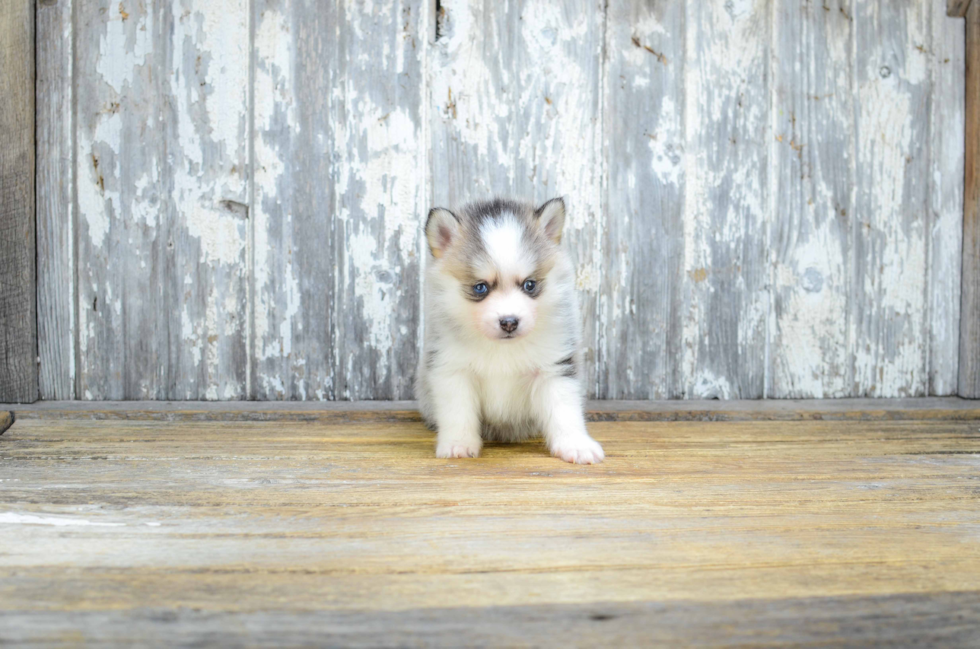 Best Pomsky Baby