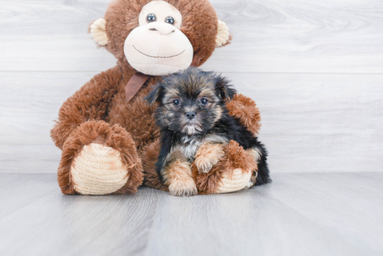 Morkie Pup Being Cute