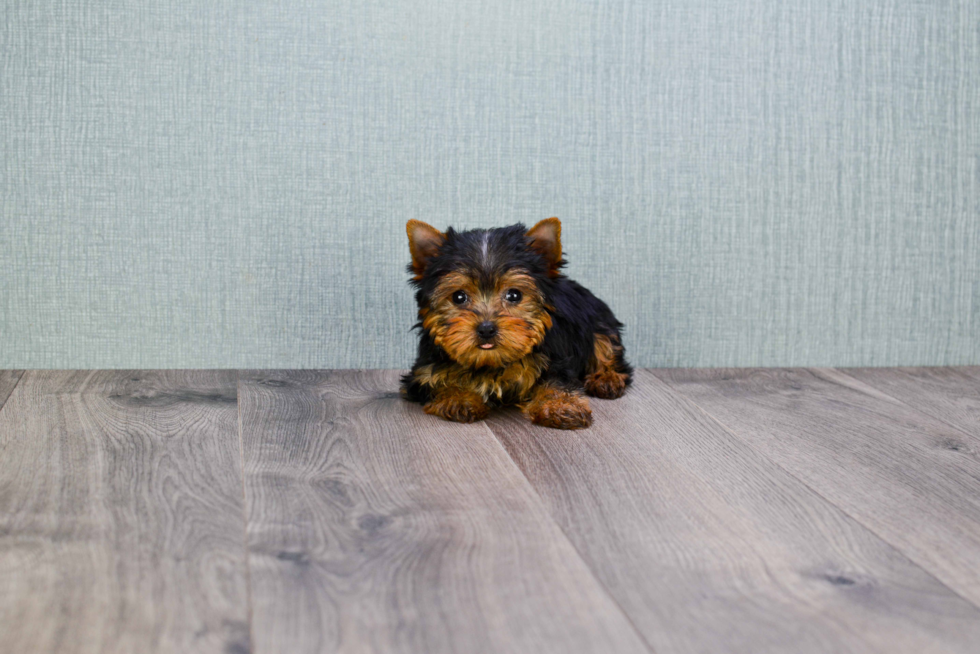 Meet Beckham - our Yorkshire Terrier Puppy Photo 