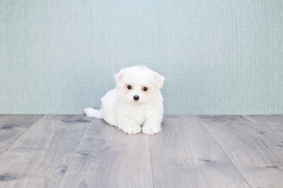 Maltese Puppy for Adoption