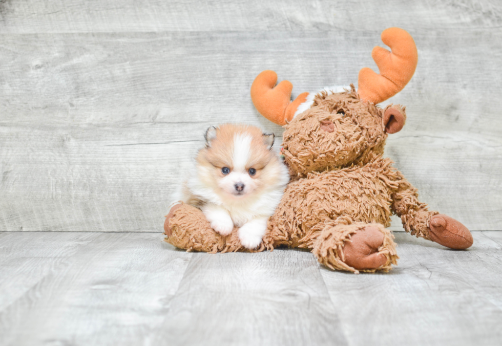 Hypoallergenic Pomeranian Baby