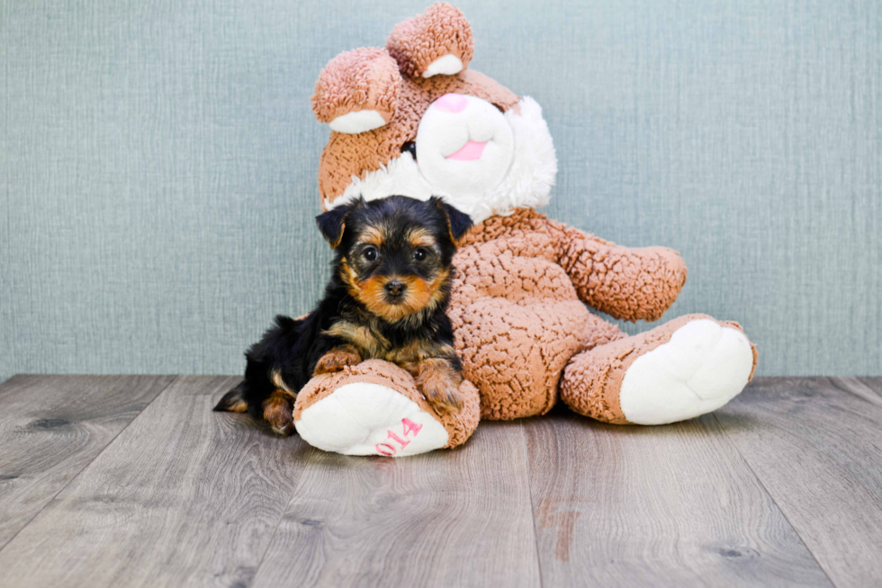 Meet Izzie - our Yorkshire Terrier Puppy Photo 