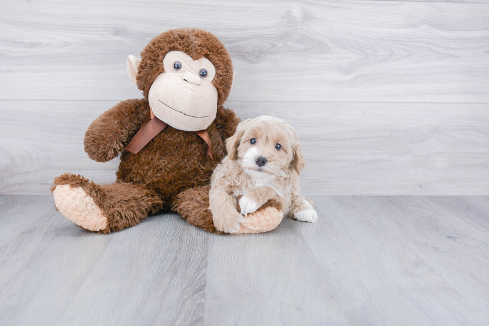 Petite Cavapoo Poodle Mix Pup