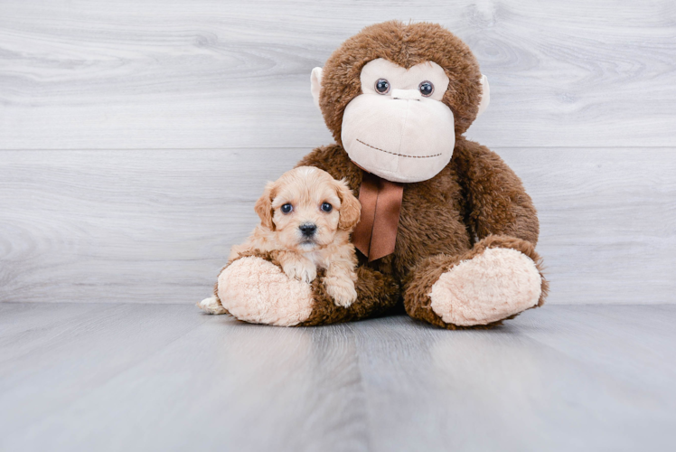 Small Cavachon Baby