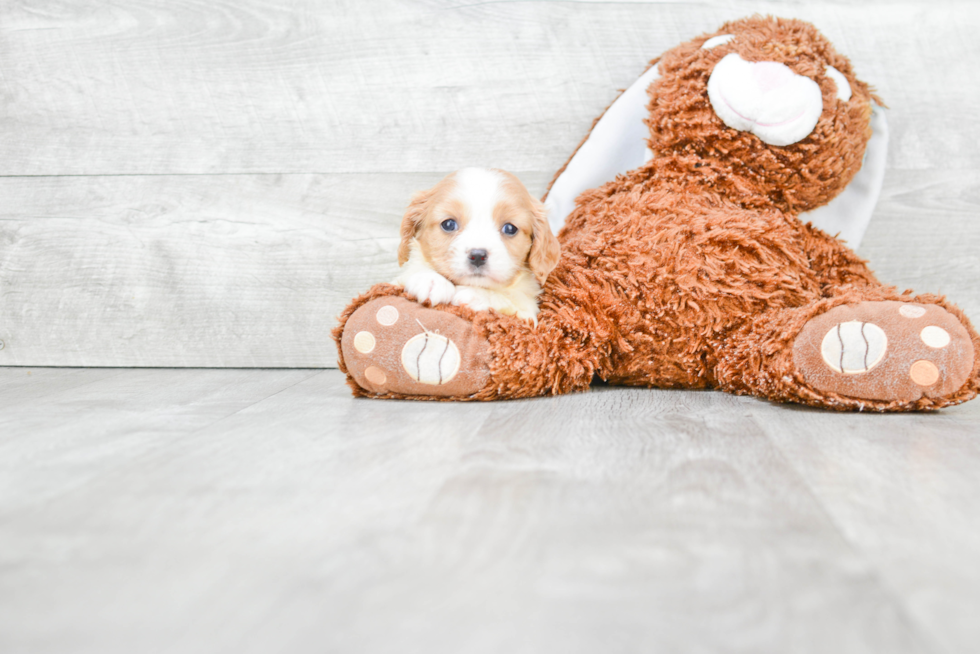 Small Cavalier King Charles Spaniel Baby