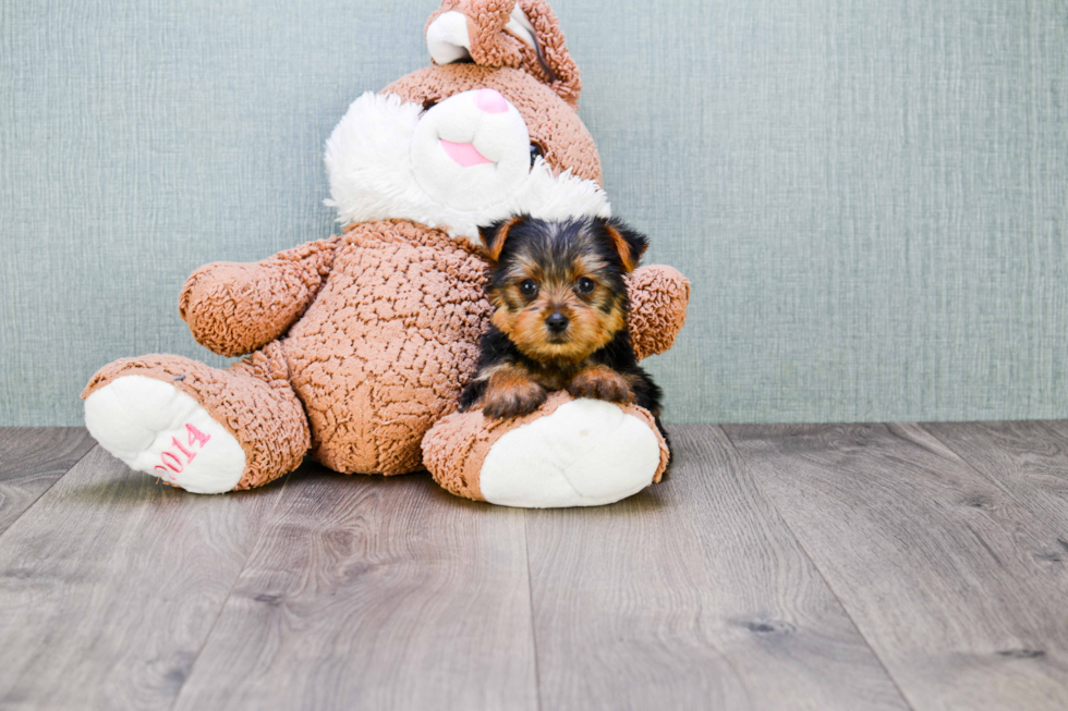 Meet Goldie - our Yorkshire Terrier Puppy Photo 