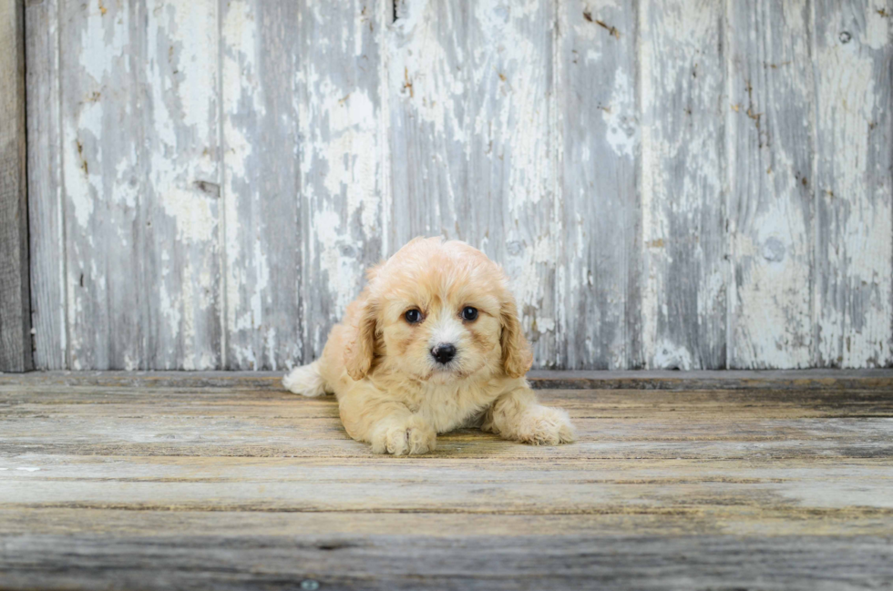 Smart Cavachon Designer Pup