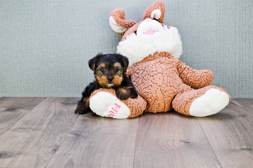 Meet Bella - our Yorkshire Terrier Puppy Photo 